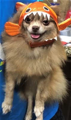 Pomeranian in fish costume