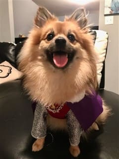 Pomeranian Queen costume