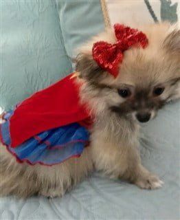 Pom in Wonder Woman costume