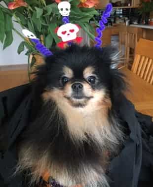 pomeranian-halloween-hat