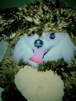 Pomeranian bear costume