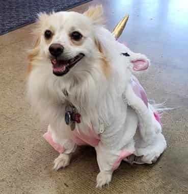 pomeranian-magical-unicorn-costume