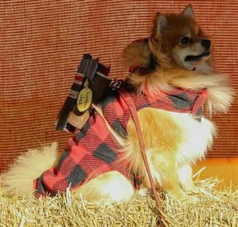 Pom lumberjack costume