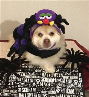 Pom in spider costume