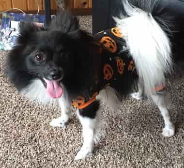 pomeranian-in-decorated-pumpkin-shirt