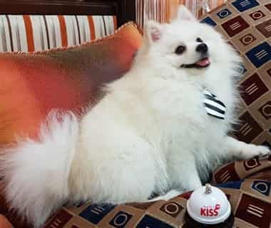 Pomeranian wearing a tie, vampire
