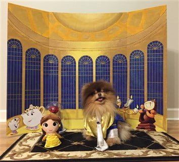 Really cute Pomerania Halloween costume