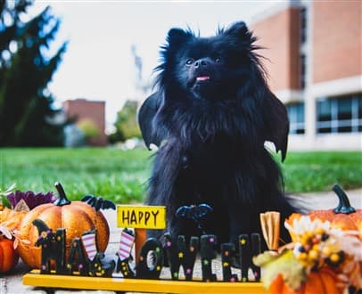 Pomeranian bat costume