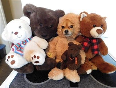 Pomeranian in teddy bear costume