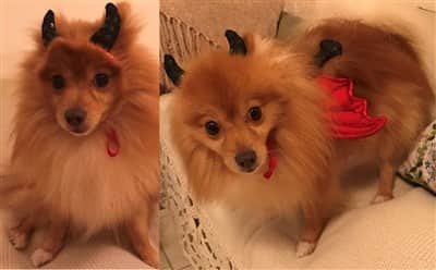 Pomeranian in devil costume