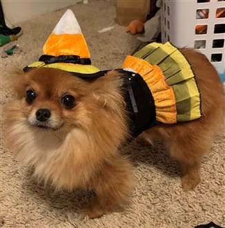 Pom candy corn princess costume