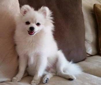 adult white Pomeranian