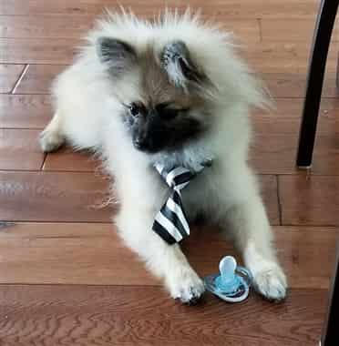 Pomeranian man boy costume