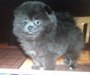 Pomeranian with blue nose color
