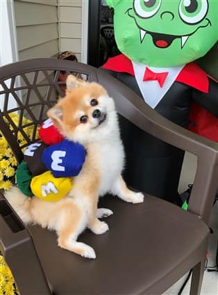 Pomeranian candy costume
