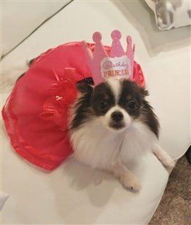 dog princess costume