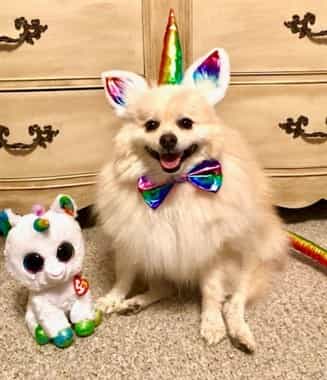 Happy Pomeranian in Halloween costume