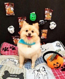 dog vampire costume