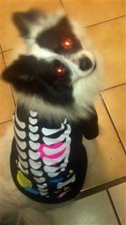 dog skeleton costume