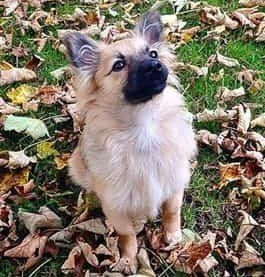 pom-puppy-standing-in-leaves