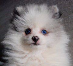 Pomeranian nose color 12 weeks old