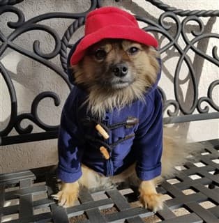 dog as Paddington Bear