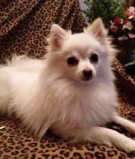 cream colored Pomeranian