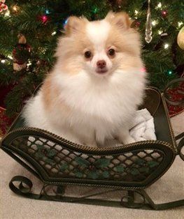 parti Pomeranian Example 1