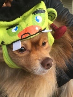 Pom with Frankenstein hat
