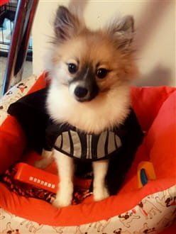 Pom in Darth Vader costume