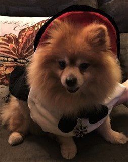 smiling Pomeranian
