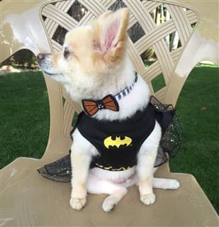 dog bat girl