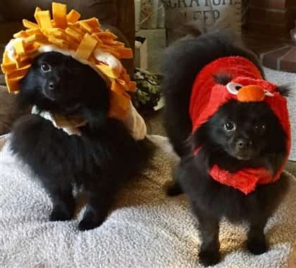Pomeranians in Seseme street costumes