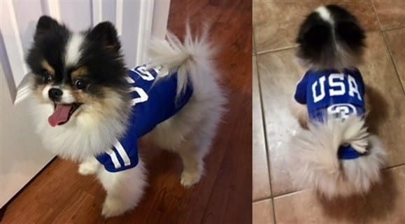 dog football soccer player