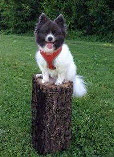 Pomeranian in grassy park