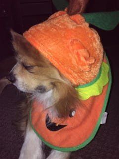 Halloween dog