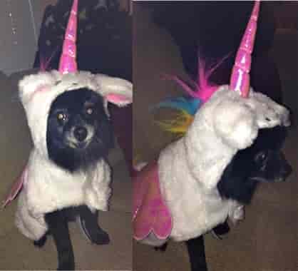 dog in unicorn costume