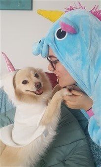 Pomeranian unicorn