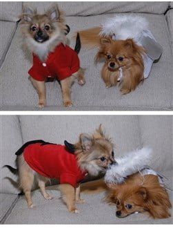 Pom devil and angel costume
