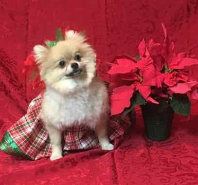 Pomeranian Christmas outfit