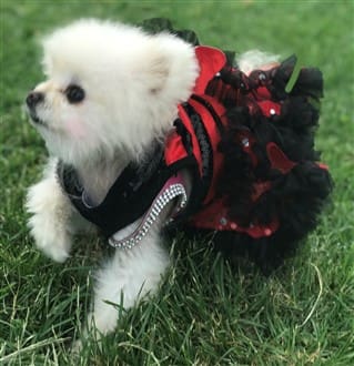 Pomeranian ladybug costume for Halloween