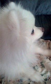 solid-white-pomeranian-rescue-dog