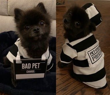 Pomeranian prisoner costume