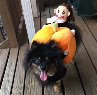 pom cowboy costme