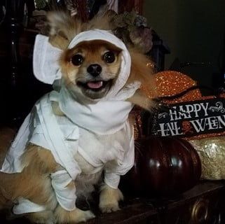 Pomeranian mummy costume