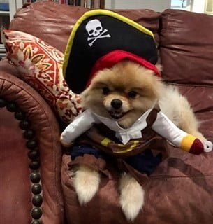 dog pirate costume