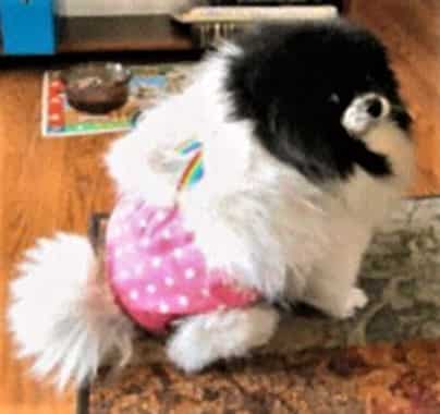 Pomeranian pink hot pants