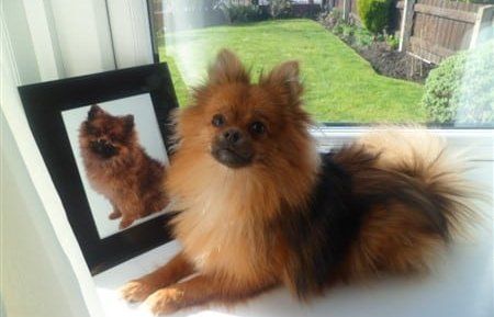 Pomeranian nicely groomed