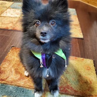 Pomeranian jester costume