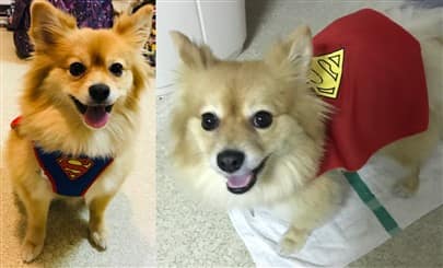Pomeranian superman costume
